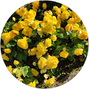 Tania А profile picture